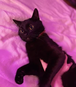 Candy-Love2 Meowww Immagine  2