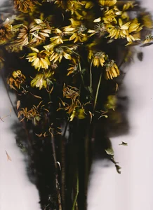 sorry-mom69 the history of flowers Gambar 2