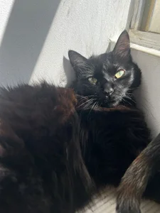 sofi_blainee my cats Pic 4