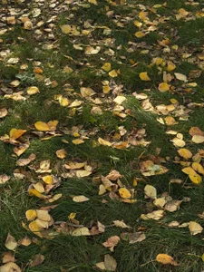 LindaHernandez gold autumn Hình 6