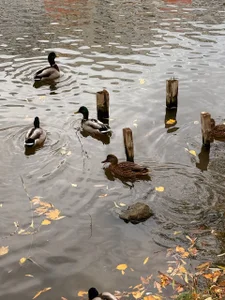 luna_berryy A little autumn Pic 3