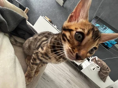 baeyoda TIGER  2. fénykép
