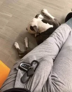 Bully3221 Public Bilde