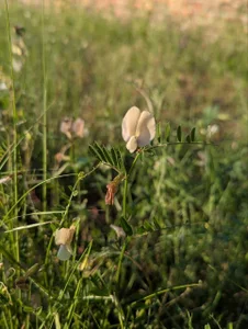 Rin_Wolfy lovely nature *_____* صورة واحدة|Rin_Wolfy lovely nature *_____* صورتان|Rin_Wolfy lovely nature *_____*  2 صور|Rin_Wolfy lovely nature *_____*  2 صورة