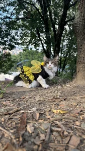 sammy_laszlow Photos with my cat Zully on Halloween صورة واحدة|sammy_laszlow Photos with my cat Zully on Halloween صورتان|sammy_laszlow Photos with my cat Zully on Halloween  صور|sammy_laszlow Photos with my cat Zully on Halloween  صورة