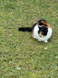 AntonelaDaly kullanıcısının Day by day🥰🐾 albümü -  2 fotoğraf