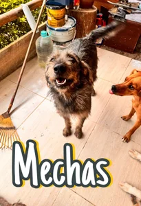 Redlu_1 Family Dogs fundation♥ Hình 9