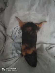 dream_alexa MY big hamster Foto 3