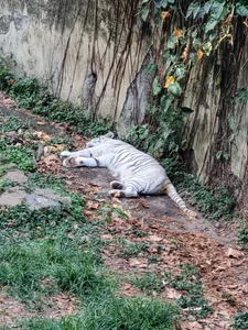 Ivanna_Diamon Zoo! i love it 😍 зображення 5