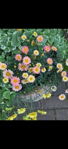 JaneRosen 🌷 Immagine  2