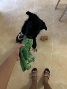 DakothaHyland_ My puppy Foto 2