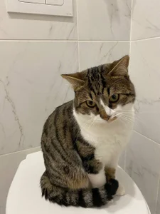 Zdjęcia Sexy_Lava my cat says meow happy holiday everyone: 