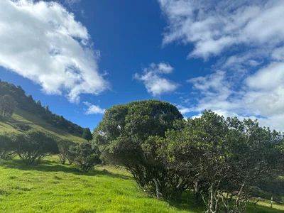 nezonx Nature Vibes 🎋🌴🌳 Kuva