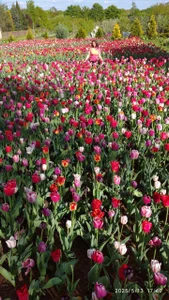 Zdjęcia __MaryLee__ Spring with flowers:  4