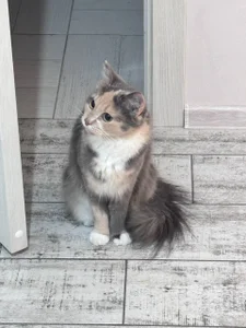 DarkxFoxy My lovely Kitty Pic 5