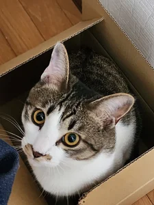 07YUKIO 猫レオ Pic 3