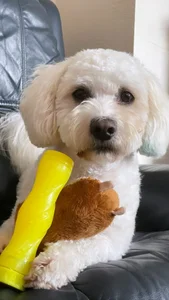 Scarlett-Dream My Best Friend Pic 2