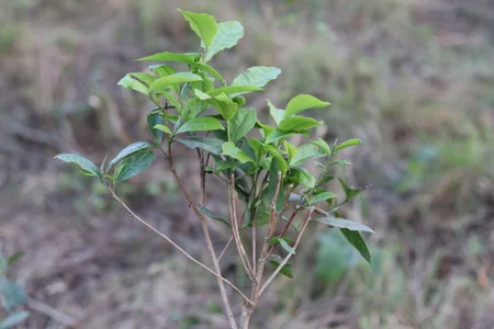 Bengali_hot_boy: Public ( 2 фото)