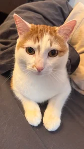 AmeliaFlares 💎 Immagine 