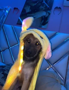 My cute puppy💞🐶 od bonny_princess  snímek