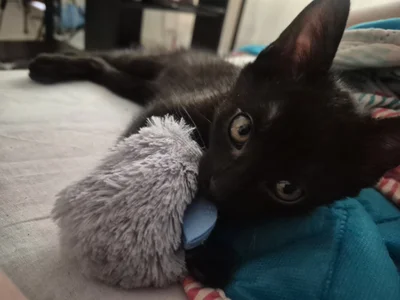 Sarah-Stoner Smokey😻😻😻 Hình 4