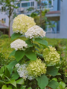 Jackvanlee Flower Foto