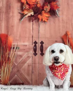 Scarlett-Dream My Best Friend Pic 3