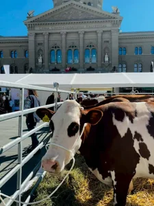 mistylana_Public图片