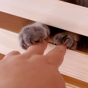 Wuguanjun Public Pic