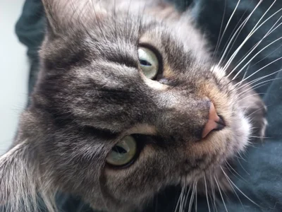 Alicia_x_art My pets صورة واحدة|Alicia_x_art My pets صورتان|Alicia_x_art My pets  2 صور|Alicia_x_art My pets  2 صورة