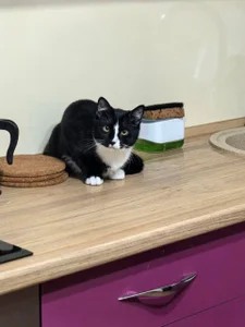 alicefloww Quiet company Poză 7