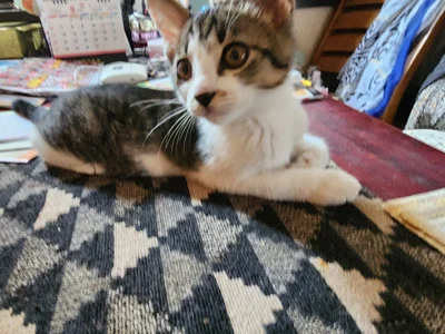 07YUKIO 猫レオ Pic 9