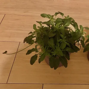 Zdjęcia omonaka Public: 