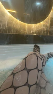 Sami_ferrer I enjoyed a jacuzzi day so much😈💦 Billede 4