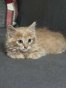 SweetGirl1- Oscar slika 2