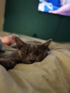 TattooedGirlDK Laban the kitty Pic 2