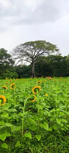 1julianasalazar a band-aid to the heart / una tirita para el corazón Pic 7