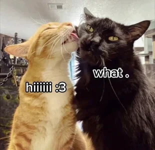 incognimeow MEME MEOW Foto 5