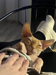 crowned_goddess my favorite pets 사진 5