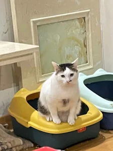 Gxhmelx-xiaoxiao 调皮捣蛋❤️ 圖片 4