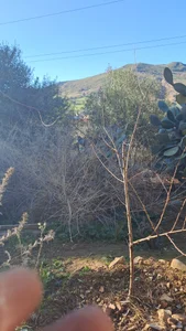 ramdhanov Public Billede 5