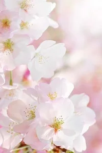 Yuzuki_chan Public Hình