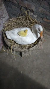 Zdjęcia Bengal_Tiger420 Beautiful world: 