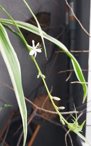 RocKStone_のmy green babiesの枚の写真