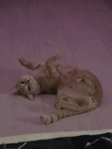 velvet_secrett's My little friends 🐶🐱 Sex Photo 2