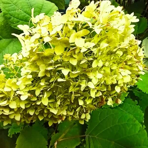 LovelyHelena Autumn in my garden Pic 6