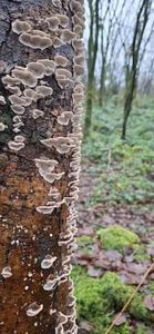 FreezingTie850 fungus  3টি ছবি