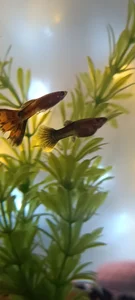 anaroman01 A house full of life and love ❤️ صورة واحدة|anaroman01 A house full of life and love ❤️ صورتان|anaroman01 A house full of life and love ❤️  3 صور|anaroman01 A house full of life and love ❤️  3 صورة