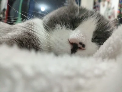 Katta_ossa My cats slika 2