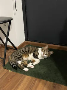 Zdjęcia Sexy_Lava my cat says meow happy holiday everyone:  7